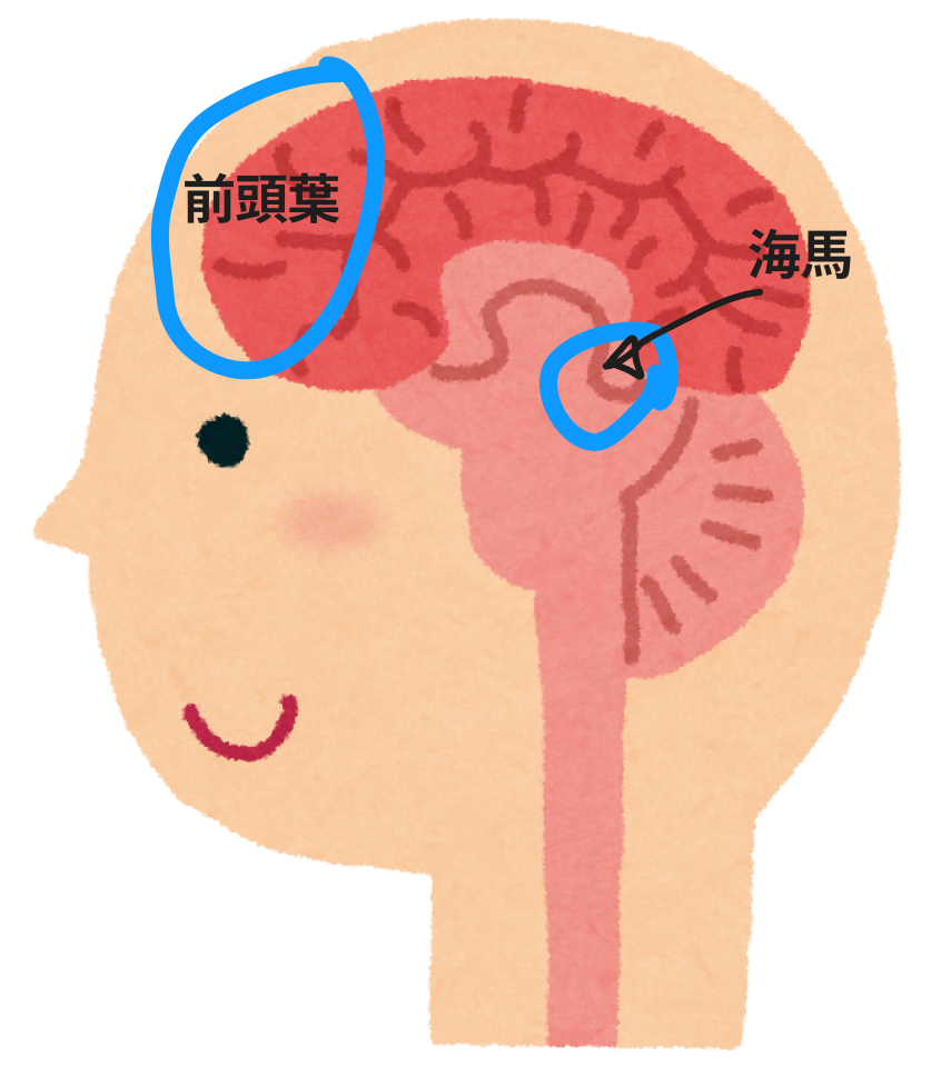 海馬と前頭葉の位置